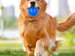 2025新作】ペット用品 犬用玩具 ペット用おもちゃ